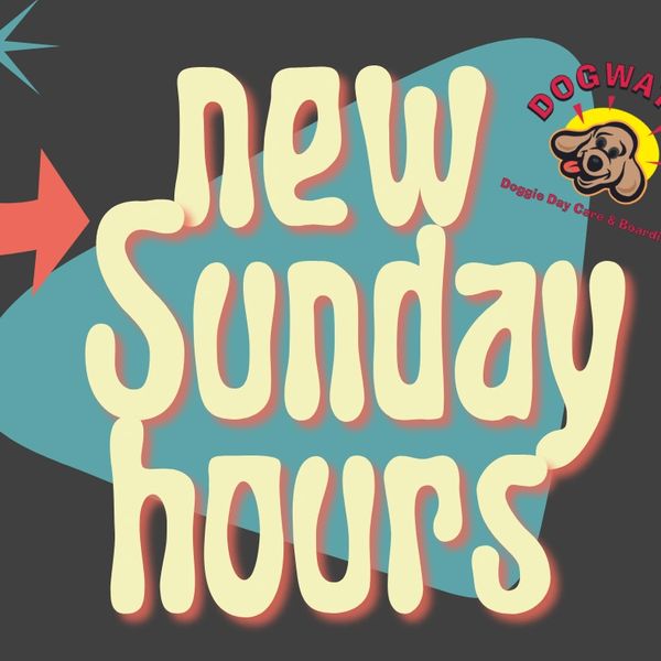 DogWatch Doggie Day Care & Boarding Dog Boarding, Dog Daycare